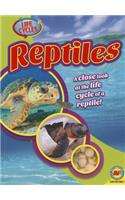 Reptiles