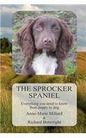 Sprocker Spaniel