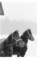 Equine Journal Horses Snowstorm