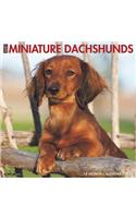 Just Mini Dachshunds 2020 Wall Calendar (Dog Breed Calendar)