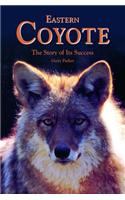 Eastern Coyote