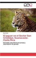 jaguar en el Sector San Cristóbal, Guanacaste-Costa Rica