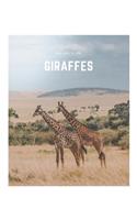 Giraffes
