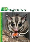 Sugar Gliders