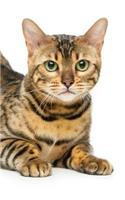 Bengal: Cat - 2020 Weekly Calendar - 12 Months - 107 pages 6 x 9 in. - Planner - Diary - Organizer - Agenda - Appointment - Half Spread Wide Ruled Pages