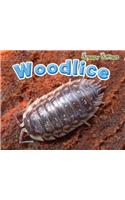 Woodlice