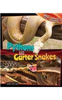 Pythons and Garter Snakes