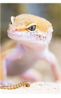 Gecko Spots His Next Meal Journal: 150 Page Lined Notebook/Diary