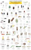 Mac's Field Guides: California Garden Bugs