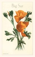 Vintage Journal California Poppy, Big Sur