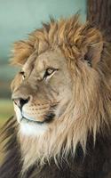 Lion Lovers Gift For Girls, Boys, Women & Men