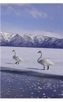 2020 Daily Planner Winter Theme Frozen Geese 388 Pages