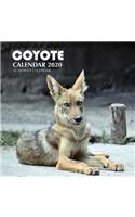 Coyote Calendar 2020: 16 Month Calendar