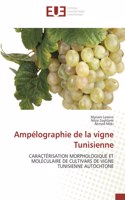 Ampélographie de la vigne Tunisienne