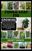 Fiddle-Leaf Fig Growing