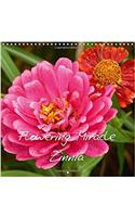 Flowering Miracle Zinnia 2017