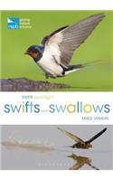 RSPB Spotlight Swifts and Swallows