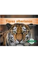 Tigres Siberianos (Siberian Tigers)