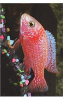 Strawberry Red Peacock Cichlid Journal