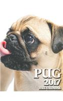 Pug 2017 Wall Calendar