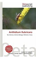 Anthidium Rubricans: (English)