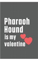 Pharaoh Hound is my valentine: For Pharaoh Hound Dog Fans