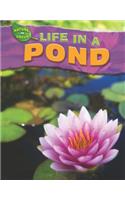 Life in a Pond