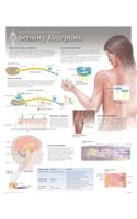 Sensors & Receptors Wall Chart