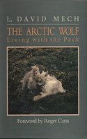 Arctic Wolf