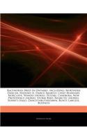 Articles on Racehorses Bred in Ontario, Including: Northern Dancer, Nijinsky II, Dance Smartly, Chief Bearhart, Norcliffe, Wando (Horse), Peteski, Canebora, New Providence (Horse), Storm Bird, Nearct