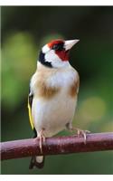 Goldfinch Song Bird Journal: 150 Page Lined Notebook/Diary(English)