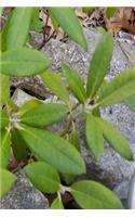 Journal Spring Flower Buds Rhododendron: (Notebook, Diary, Blank Bo