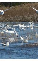 Tundra Swans at Mattamuskeet Refuge in North Carolina Journal: Take Notes, Write Down Memories in this 150 Page Lined Journal