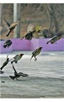 Sparrows Notebook