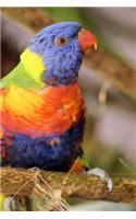 Rainbow Lorikeet Notebook: 150 lined pages, glossy softcover, 6 x 9