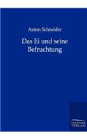 Ei und seine Befruchtung