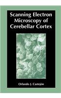 Scanning Electron Microscopy of Cerebellar Cortex