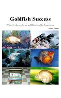 Goldfish Success