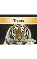Tigers