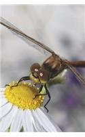 Close-Up of Dragonfly on a Flower Journal: 150 page lined notebook/diary