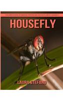 Housefly