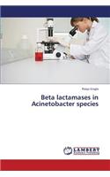 Beta Lactamases in Acinetobacter Species