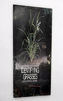 Identifying Grasses