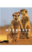 Meerkats