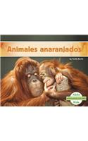 Animales Anaranjados