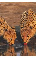 Cheetahs Reflected Blank Book Lined Journal (6x9)