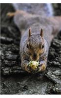 Squirrel Eating a Nut on a Log