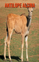 Antilope alcina