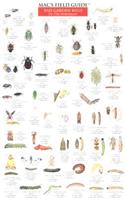 Mac's Field Guides: Northeast Garden Bugs: Bad Garden Bugs of the Northeast/Good Garden Bugs of the Northeast