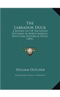Labrador Duck